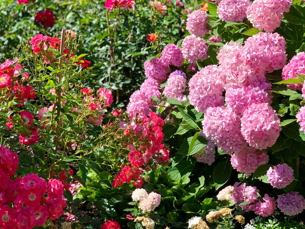 Ogromne Różowe Kulki Kwiaty Hortensji Skłaniające Się Różanym Kwiatom Kolor — Zdjęcie stockowe