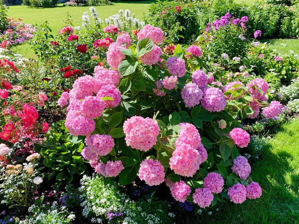 艳丽的粉色水仙花在花坛上 还有许多其它的花朵 球状的花朵 阳光灿烂的夏日 — 图库照片