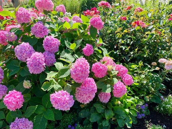 Frodig Rosa Hortensia Rabatt Bland Många Andra Blommor Sfäriska Blomstã — Stockfoto