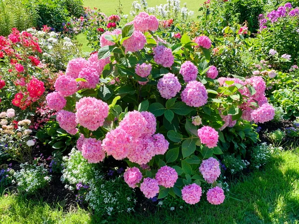 Hortensias Florecientes Exuberantes Inflorescencia Rosa Forma Bola Parque Macizo Flores —  Fotos de Stock