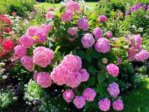 Zářivě Kvetoucí Hortenzie Růžová Kuličková Květenství Park Květinové Záhony Slunečný — Stock fotografie