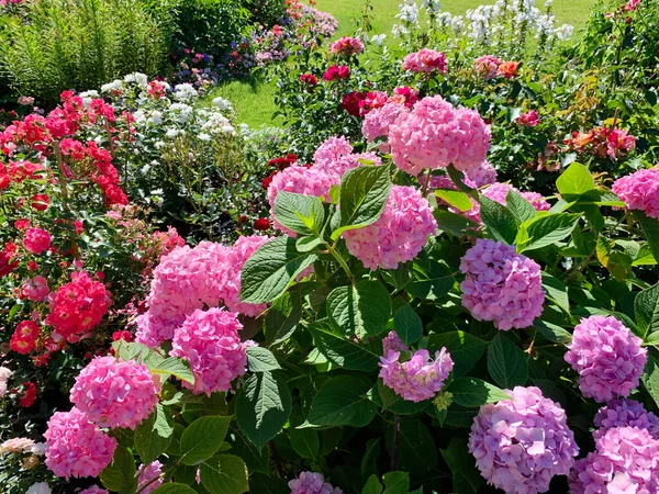 ピンクの巨大なボール バラの花に向かって傾いているアジサイの花 サンゴの色 緑の多くの周り 公園内の花の庭 — ストック写真