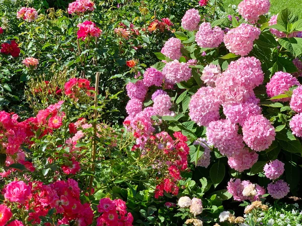 Enorma Rosa Bollar Hortensia Blommor Lutar Mot Ros Blommor Korall — Stockfoto