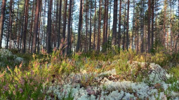 Moment Pine Forest Tall Slender Trees Silver Moss Blooming Heather — Stock Video