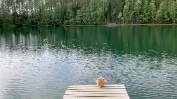 Plyšový Medvěd Hnědý Hračka Sedí Okraji Mola Dívá Krásné Jezero — Stock video