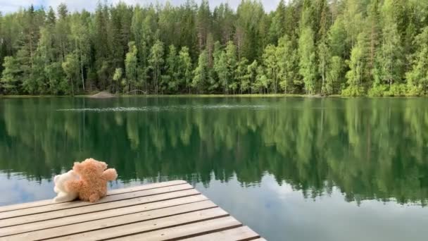 森の湖のほとりの桟橋に座っている茶色と白のクマ 海岸で成長している多くのクリスマスツリー 水の反射 緑の色合い — ストック動画