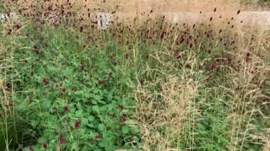 iki bitkinin karışımı krovohlebka tıbbi ve Çin miscanthus, rüzgardan sallanıyor, kestane ve kum, saman rengi
