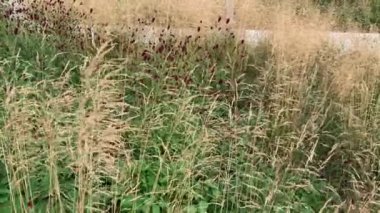 iki bitkinin karışımı krovohlebka tıbbi ve Çin miscanthus, rüzgardan sallanıyor, kestane ve kum, saman rengi