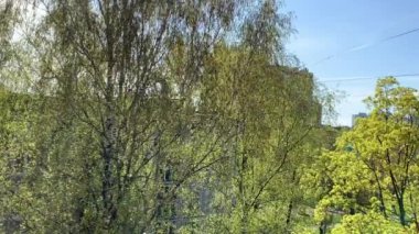 İlkbaharda ağaçların manzarası, büyük bir huş ağacının üzerinde taze yeşil yapraklar, rüzgar dalları sallıyor, şehrin samimi bir avlusu.