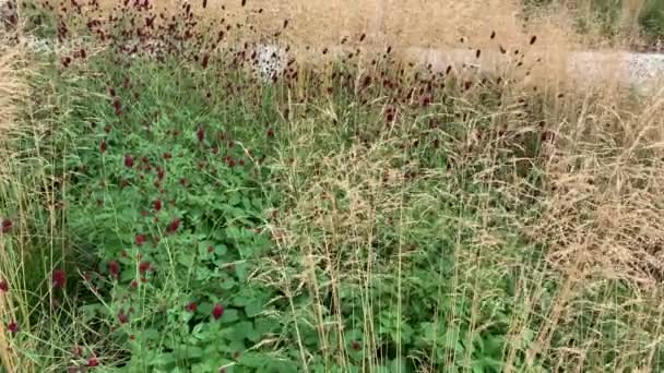 Una Combinación Dos Plantas Krovohlebka Medicinal Miscanthus Chino Balanceándose Del — Vídeos de Stock