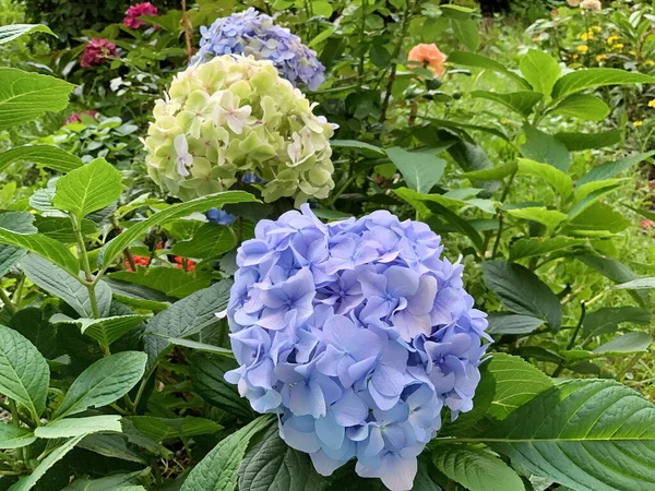 Bir beyaz ve bej, yeşil yapraklarla çevrili hassas bir renkte iki mavi ortancaya ait güzel küresel bir şişkinlik.