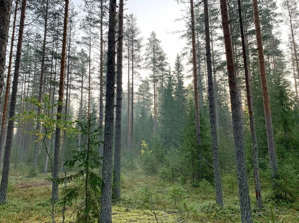 Gizemli Mistik Orman Erken Sisli Sabah Çam Ağaçları Köknar Ağaçları — Stok fotoğraf