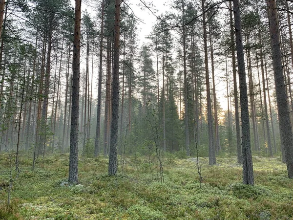 Gizemli Mistik Orman Erken Sisli Sabah Çam Ağaçları Köknar Ağaçları — Stok fotoğraf