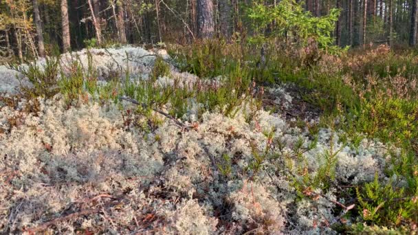 Chvilka Lese Spousta Stříbřitého Mechu Duhovkou Zelení Brusinkové Keře Vřesoviště — Stock video