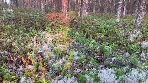 Ormanda Bir Gümüş Yeşil Yosun Inek Çileği Heather Çalıları Çam — Stok video