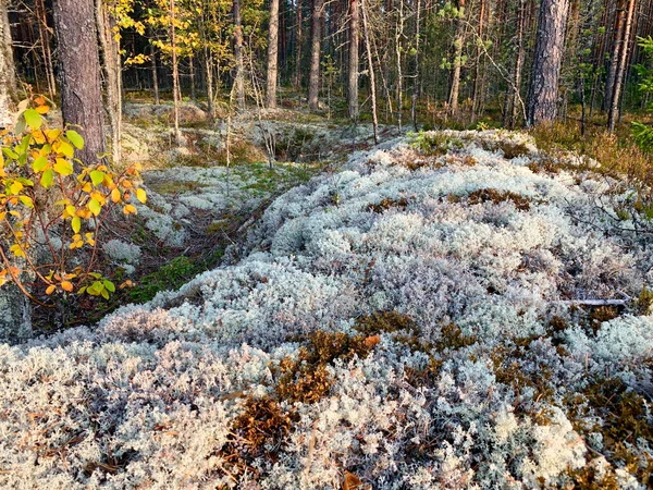 Plot Forest Covered Silver Moss Hillock Illuminated Sun Growing Heather — Stock Photo, Image