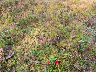Ormanda doğal halı, yosun, yeşil ve gümüş, mor çiçekli Heather, kırmızı böğürtlenli kızılcık çalısı