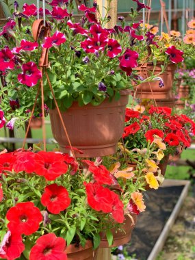  Çiçek odasındaki asma saksılarda kırmızı petunyalar var. Sarı, değişik, sıralı.