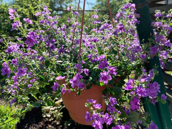 Fleur Dans Changement Beaucoup Petites Fleurs Violettes Luisent Soleil Vert — Photo