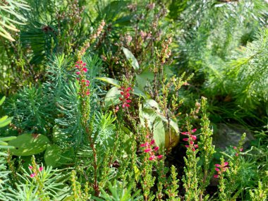 Doğanın bir anı, çoğunlukla kozalaklı bitkiler, çam, yosun, büyüyenler arasında Heather parlak noktalar, çiçekler, keskin üçgenler, güneşli bir gün.