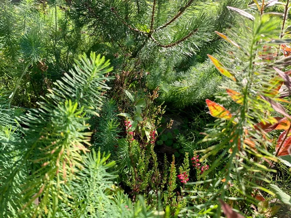 Doğanın bir anı, çoğunlukla kozalaklı bitkiler, çam, yosun, büyüyenler arasında Heather parlak noktalar, çiçekler, keskin üçgenler, güneşli bir gün.