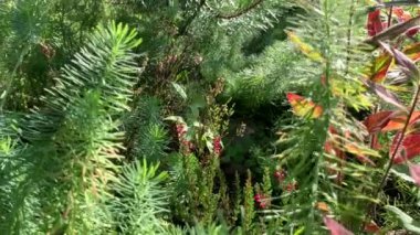 Doğanın bir anı, çoğunlukla kozalaklı bitkiler, çam, yosun, büyüyenler arasında Heather parlak noktalar, çiçekler, keskin üçgenler, güneşli bir gün.