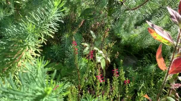 自然界の瞬間 主に針葉樹の植物 明るい斑点 鋭い三角形 晴れた日に成長するヘザーの中で — ストック動画