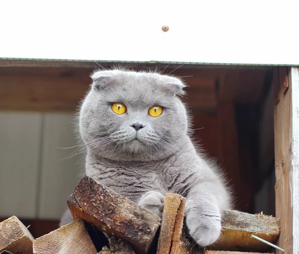 Beautiful Grey Scottish Fold Cat Lying Posing Rural Conditions Woodcutter — Stock Photo, Image