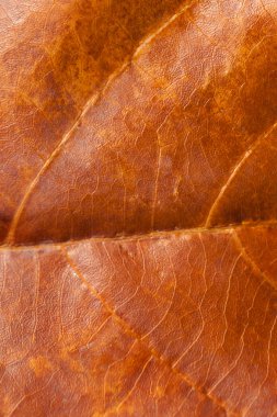 Doğal arka plan doku sonbahar sarı yaprak. Seçici odak