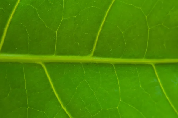 Struttura Sfondo Naturale Foglia Verde Focus Selettivo — Foto Stock