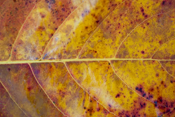 Natürliche Hintergrundtextur Des Herbstlichen Gelben Blattes Selektiver Fokus — Stockfoto