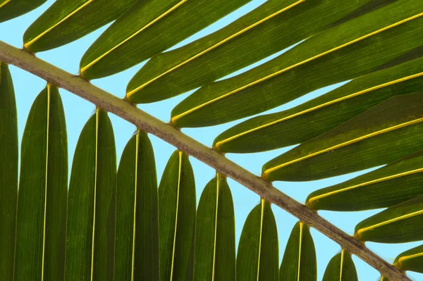 Натуральна Фонова Текстура Зеленого Листа Вибірковий Фокус — стокове фото