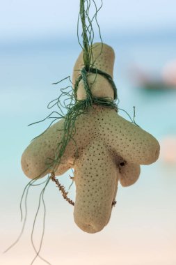 Güzel vintage deniz süngeri ipe asılı. Yakın çekim