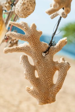 Güzel vintage deniz süngeri ipe asılı. Yakın çekim