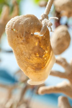 Vintage deniz süngeri ve egzotik kabukları ipe asılı. Yakın çekim