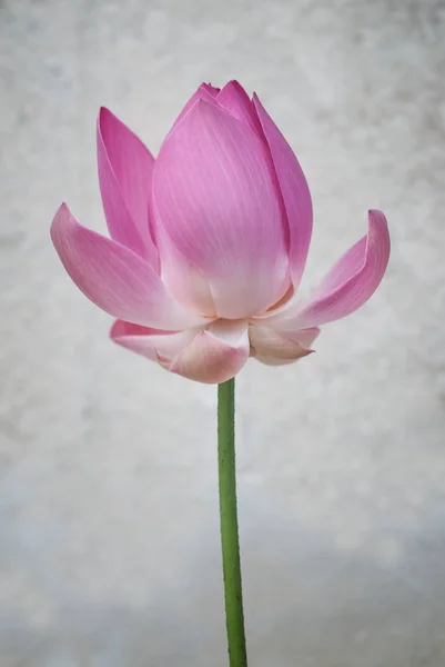 Fleurs Exotiques Colorées Après Saison Des Pluies Forêt Tropicale Nord — Photo