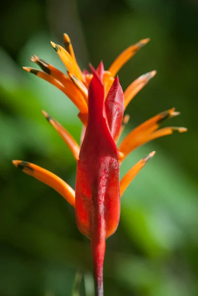 Bird Paradise Flower Rainy Season Northern Thai Rain Forest — Stock Photo, Image