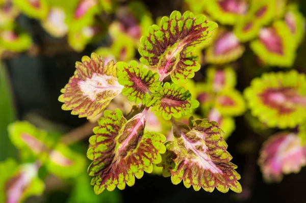 Yağışlı sezon sonra renkli egzotik bitkiler. Kuzey Tayland yağmur ormanı