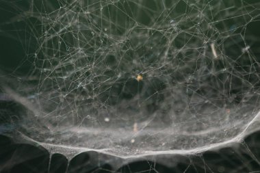 Aşırı yakın, çiğ içinde örümcek ağı. Seçici odak