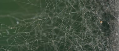 Aşırı yakın, çiğ içinde örümcek ağı. Seçici odak