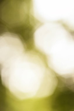 Soyut Yeşil doğal bokeh arka plan bulanıklık. Makro çekim