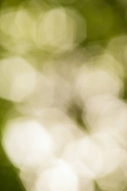 Soyut Yeşil doğal bokeh arka plan bulanıklık. Makro çekim