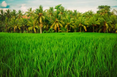 Yeşil teraslı pirinç alan. Güzel doğa manzara arka plan mavi gökyüzü ile. Ubud. Bali, Endonezya.