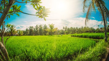 Yeşil teraslı pirinç alan. Güzel doğa manzara arka plan mavi gökyüzü ile. Ubud. Bali, Endonezya.