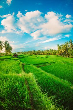 Yeşil teraslı pirinç alan. Güzel doğa manzara arka plan mavi gökyüzü ile. Ubud. Bali, Endonezya.