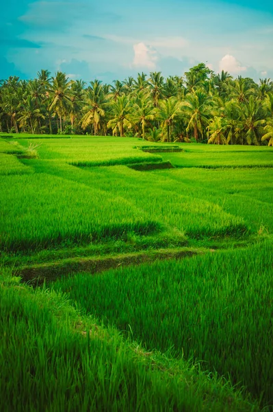 Yeşil teraslı pirinç alan. Güzel doğa manzara arka plan mavi gökyüzü ile. Ubud. Bali, Endonezya.