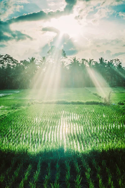 Yeşil teraslı pirinç alan. Güzel doğa manzara arka plan mavi gökyüzü ile. Ubud. Bali, Endonezya.