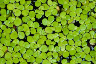 Yaprak yeşil doğal arka plan dokusu. Seçici odak