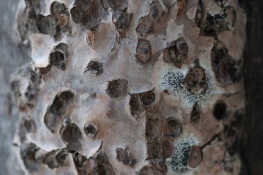 Soyut ağaç kabuğu doku arka kapatmak. Seçici odak