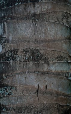 Soyut ağaç kabuğu doku arka kapatmak. Seçici odak